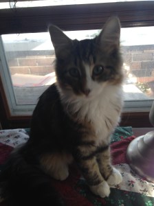 This is our new kitty Gandalf. Nothing to do with cookies, but isn't he cute?