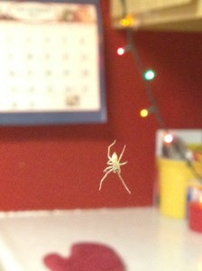 Tommy in my kitchen, just hanging around.